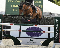 jumper Happysina (KWPN (Royal Dutch Sporthorse), 2012, from Nabab de Rêve)