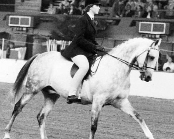 horse Cratfield Bobby Dazzler (British Riding Pony, 1973, from Desert Mist)