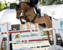 Springpferd Natasha de Muze (Belgisches Warmblut, 2013, von Cadeau de Muze)