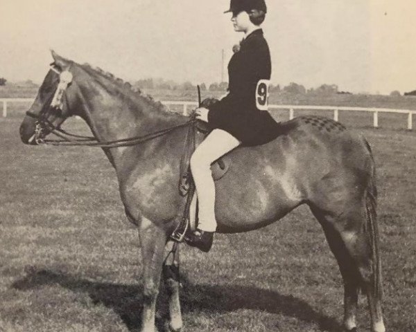 Zuchtstute Whalton Caprice (British Riding Pony, 1960, von Bwlch Valentino)