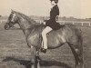 broodmare Whalton Caprice (British Riding Pony, 1960, from Bwlch Valentino)