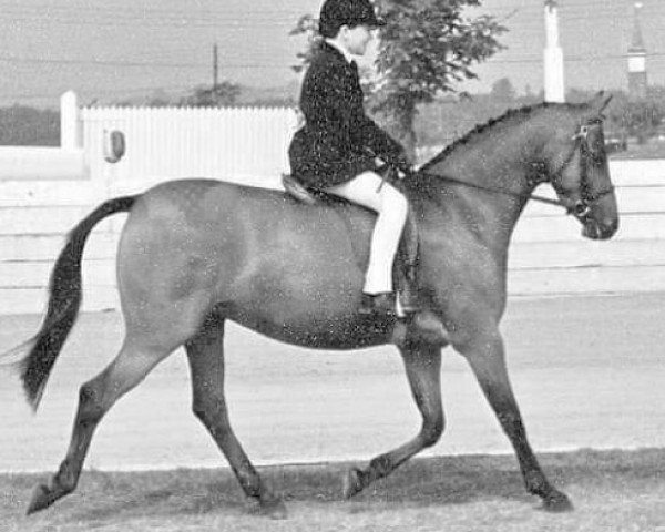 broodmare Perryditch Temerity (British Riding Pony, 1976, from Mischiefmaker)