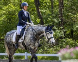 dressage horse Lilleso's Franko (Danish Warmblood, 2015, from Franziskus FRH)