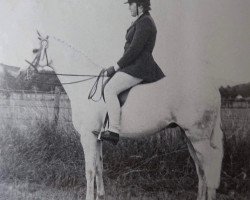 horse Knowle Seafret (Welsh Partbred, 1970, from Knowle Lightning)