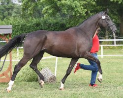 dressage horse Tiara HD (Westphalian, 2019, from Top Gear)