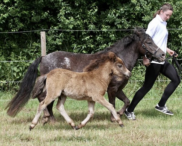 horse Kalor Finally (Dt.Part-bred Shetland pony, 2021, from Mister Hotspot van de Beekseweg)