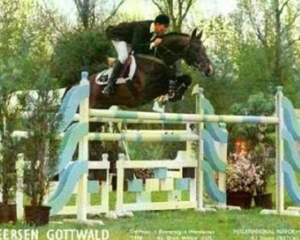 stallion Gottwald (Hanoverian, 1988, from Goldfasan)