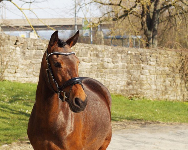 Springpferd Arabella 687 (Deutsches Reitpony, 2012, von Alswin)