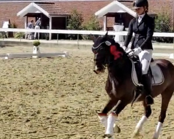 dressage horse Dancing Diamond 30 (German Riding Pony, 2011, from Reitland's Diamond Hit)