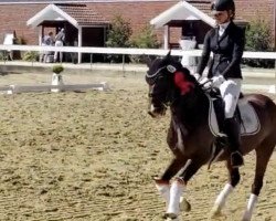 Dressurpferd Dancing Diamond 30 (Deutsches Reitpony, 2011, von Reitland's Diamond Hit)