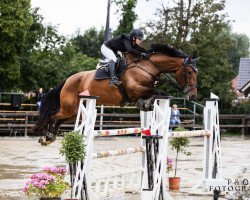 jumper van Helsing I (German Sport Horse, 2016, from Viva Vulkano)