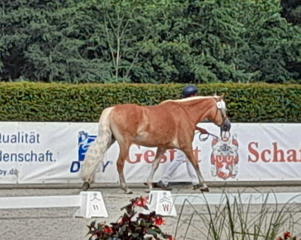 dressage horse Amira-Princess (Haflinger, 2019, from Alabaster B)