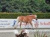 dressage horse Amira-Princess (Haflinger, 2019, from Alabaster B)