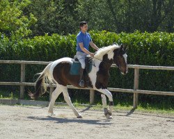 Zuchtstute Painstville Fly (KWPN (Niederländisches Warmblut), 2020, von Utah van Erpekom)