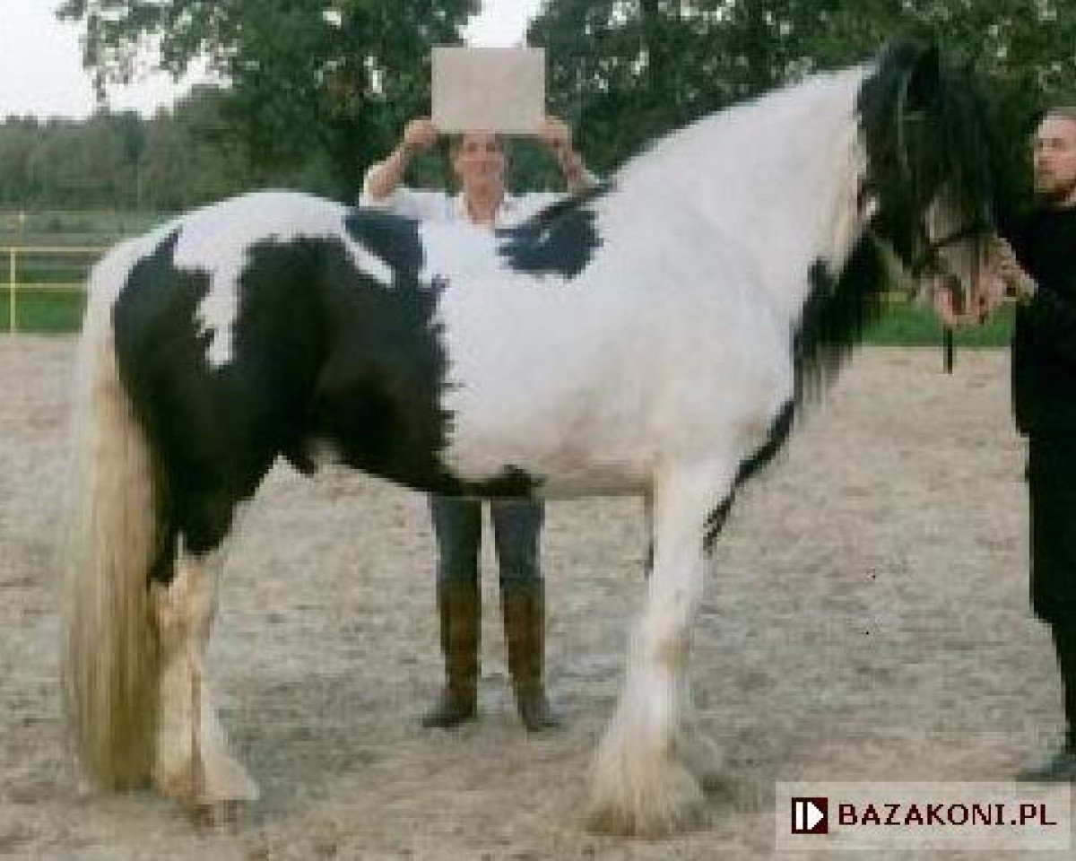 Deckhengst King Rocky (Tinker / Irish Cob / Gypsy Vanner, 1992)