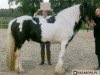 stallion King Rocky (Tinker / Irish Cob / Gypsy Vanner, 1992)