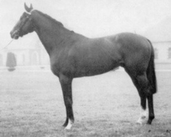 stallion Solvedo xx (Thoroughbred, 1971, from Royal Palace xx)