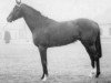 stallion Solvedo xx (Thoroughbred, 1971, from Royal Palace xx)