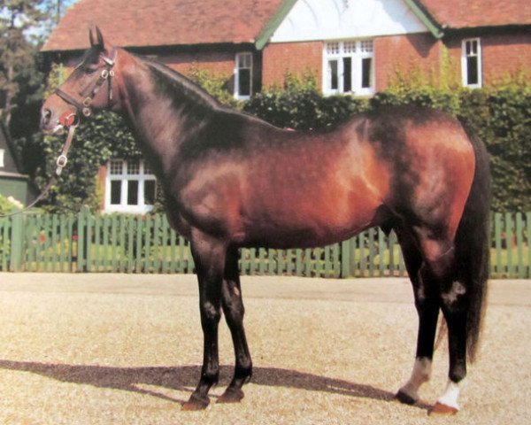stallion Royal Palace xx (Thoroughbred, 1964, from Ballymoss xx)