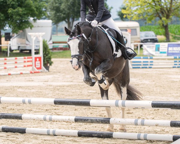 dressage horse Blume 45 (Pony without race description, 2016)