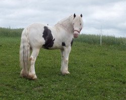 stallion Kalider (Tinker / Irish Cob / Gypsy Vanner, 2010, from Bahar Tiger)