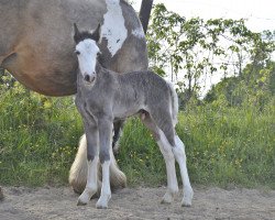 horse Vestero (Tinker / Irish Cob / Gypsy Vanner, 2023, from Kalider)