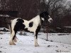 stallion Bahar Tiger (Tinker / Irish Cob / Gypsy Vanner, 2007, from Del Boy)