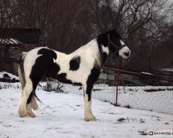 Deckhengst Bahar Tiger (Tinker / Irish Cob / Gypsy Vanner, 2007, von Del Boy)