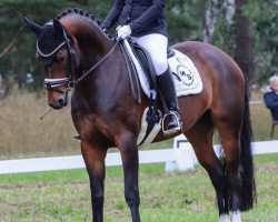 dressage horse Nou-Coco Von Bellin (Oldenburg, 2018, from Fidertanz)