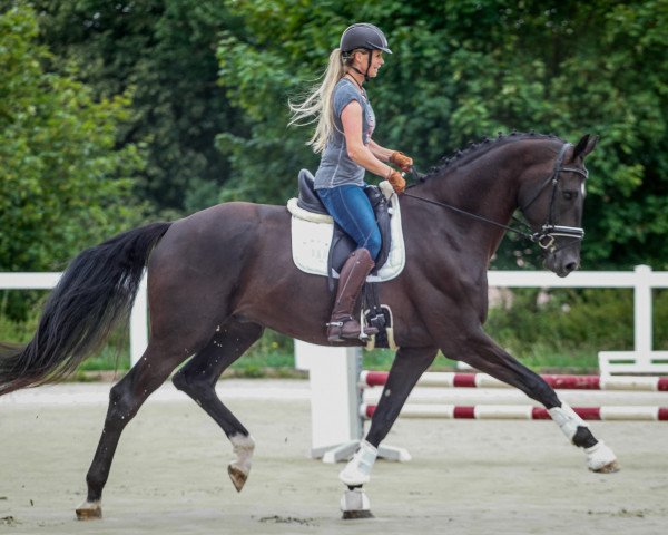 Dressurpferd Dantino GE (Deutsches Sportpferd, 2019, von Dante’s Jr.)