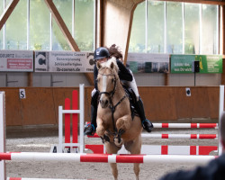 Springpferd Camiro Wh (Deutsches Reitpony, 2009, von FS Champion de Luxe)