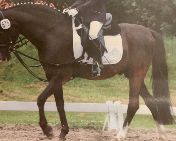 horse Nero 115 (German Riding Pony, 1994, from Nibelungenheld)
