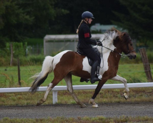 Pferd Snillingur (Islandpferd,  )