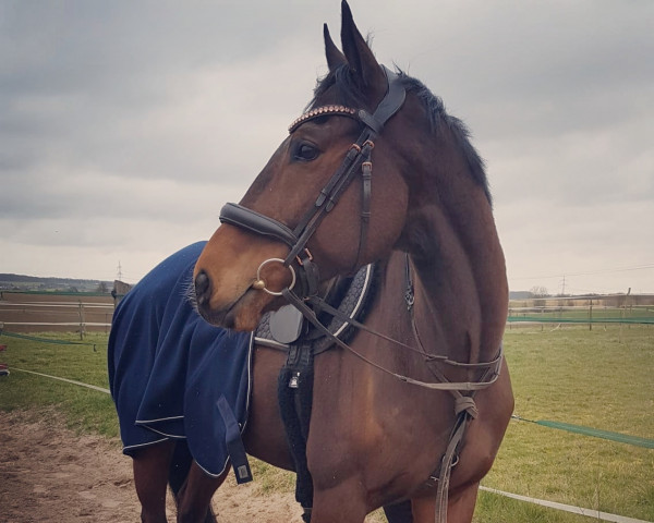 dressage horse Darkos (French Pony, 2013)