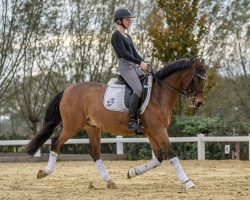 dressage horse Brinckhoff's Diamond (Nederlands Welsh Ridepony, 2011, from Verona's Bo-Gi)