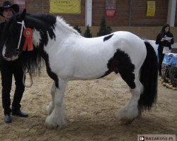 horse Stephanos van de Kleine Heibloem 201210457 (Tinker / Irish Cob / Gypsy Vanner, 2004, from Pablo van de Bonte Parels 20000393)