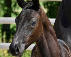 jumper Cracker Jack (German Warmblood, 2023, from Crack)