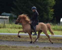 Pferd Kristall (Islandpferd, 2017)