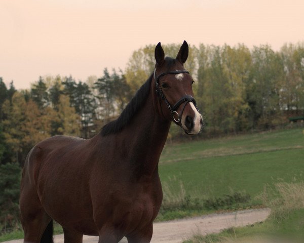 dressage horse Primero (Westphalian, 2019, from Palmares)