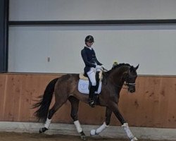 dressage horse Summer Dancer (Oldenburg, 2009, from Scolari)