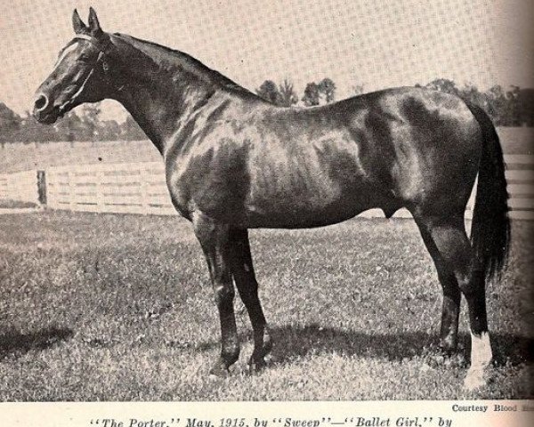 stallion The Porter xx (Thoroughbred, 1915, from Sweep xx)