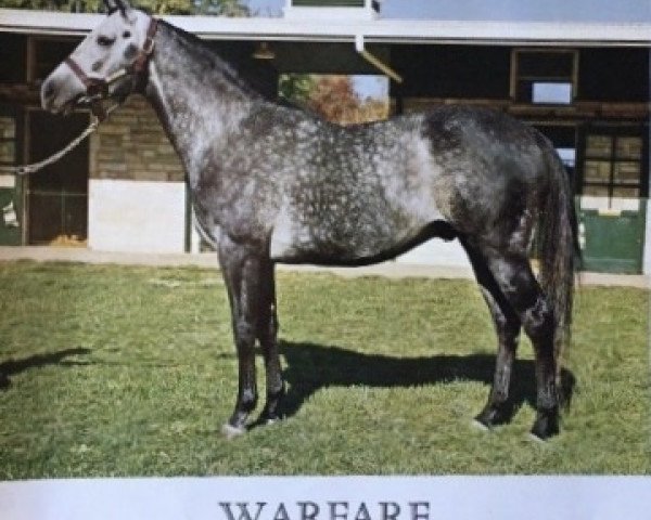 stallion Warfare xx (Thoroughbred, 1957, from Determine xx)