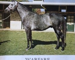 stallion Warfare xx (Thoroughbred, 1957, from Determine xx)