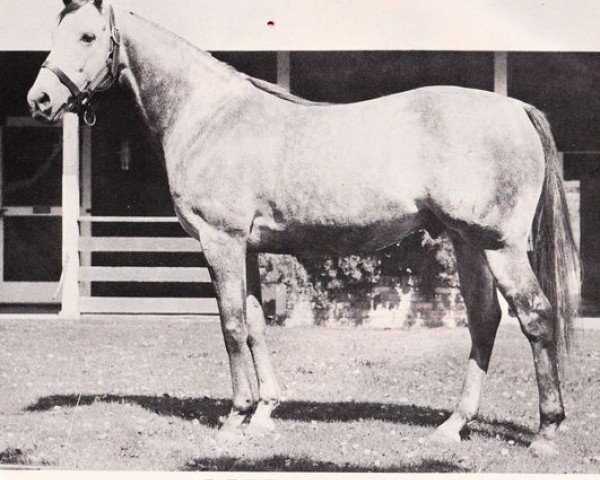 stallion Determine xx (Thoroughbred, 1951, from Alibhai xx)