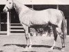 stallion Determine xx (Thoroughbred, 1951, from Alibhai xx)