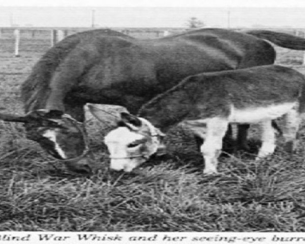 broodmare War Whisk xx (Thoroughbred, 1942, from War Glory xx)