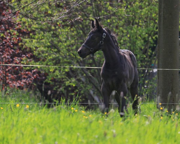 dressage horse Skyla (German Sport Horse, 2023, from Dominos 5)