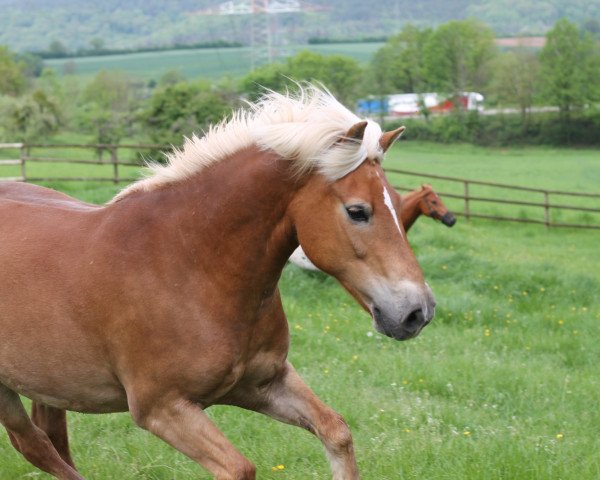 Dressurpferd Dandy 516 (Haflinger, 2009)