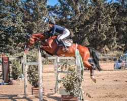 jumper Colesta 5 (Oldenburg show jumper, 2015, from Colestus)