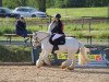 Dressurpferd Clogheen Chill (Tinker / Irish Cob / Gypsy Vanner, 2016)